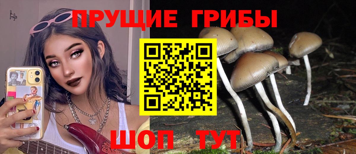 Галлюциногенные грибы Psilocybe Бийск